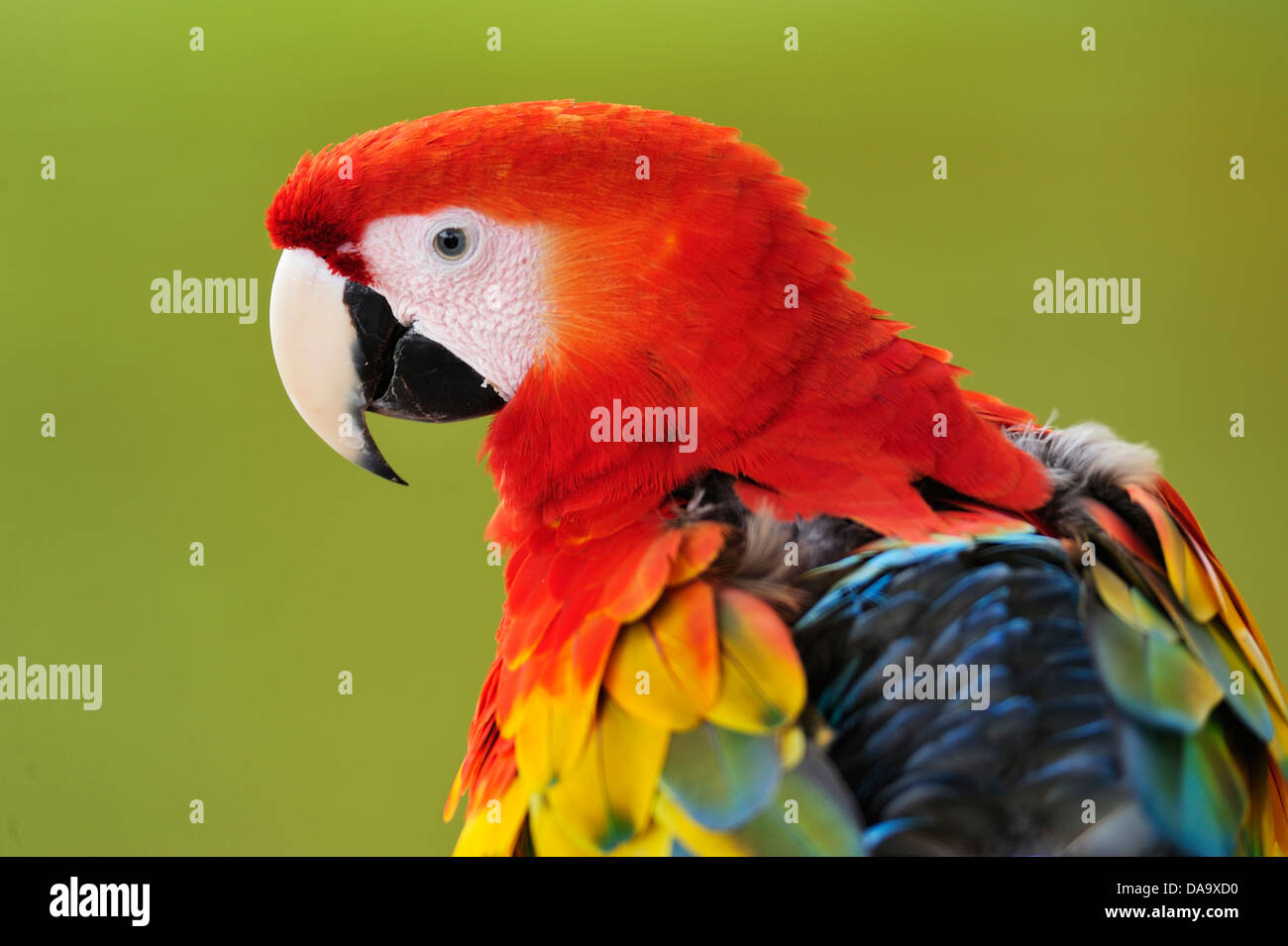 Parrot, Macaw, bird, colore, Amazon, animale, Perù Foto Stock