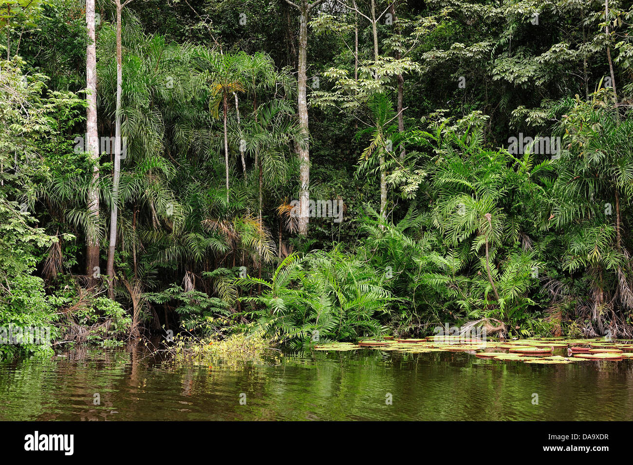 Il Perù, Amazon, giungla tropicale, lago, albero, natura, foresta, Foto Stock