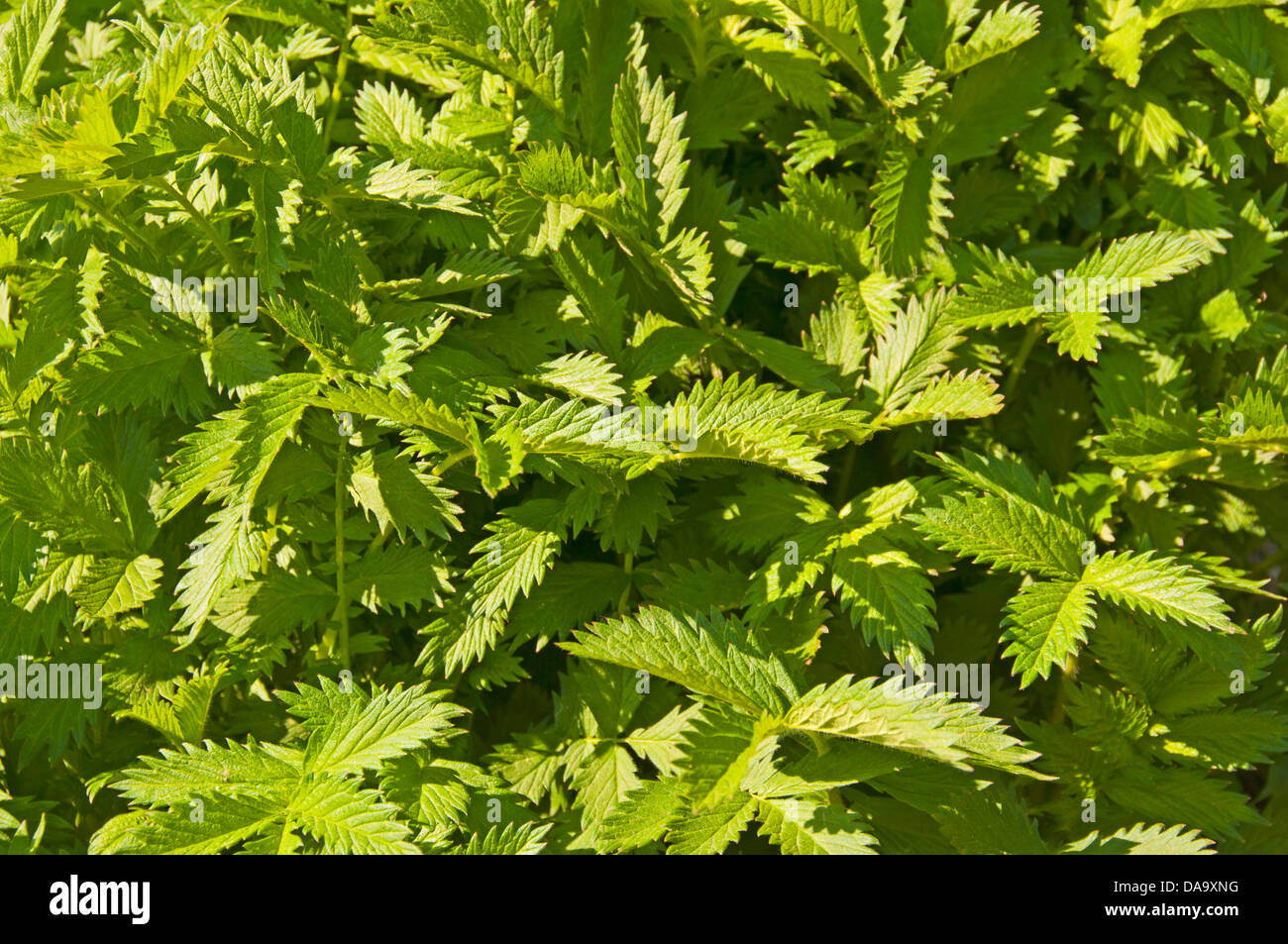 Agrimonia, Eupatoria, piccolo, piccolo, Odermennig, verde, fogli, foglie, Foto Stock