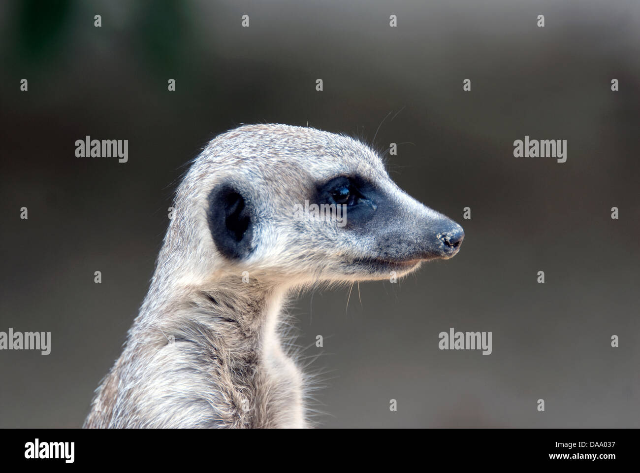 Meerkat Suricate Suricata suricatta carino © Doug Blane Foto Stock