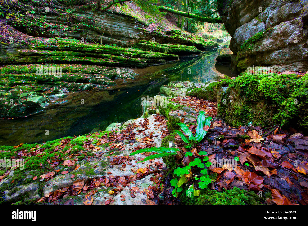 Gorges de l'areuse, Svizzera, Europa, Canton Neuchâtel, gulch, fiume, flusso, Areuse, autunno, fogliame, rock, Cliff, moss Foto Stock