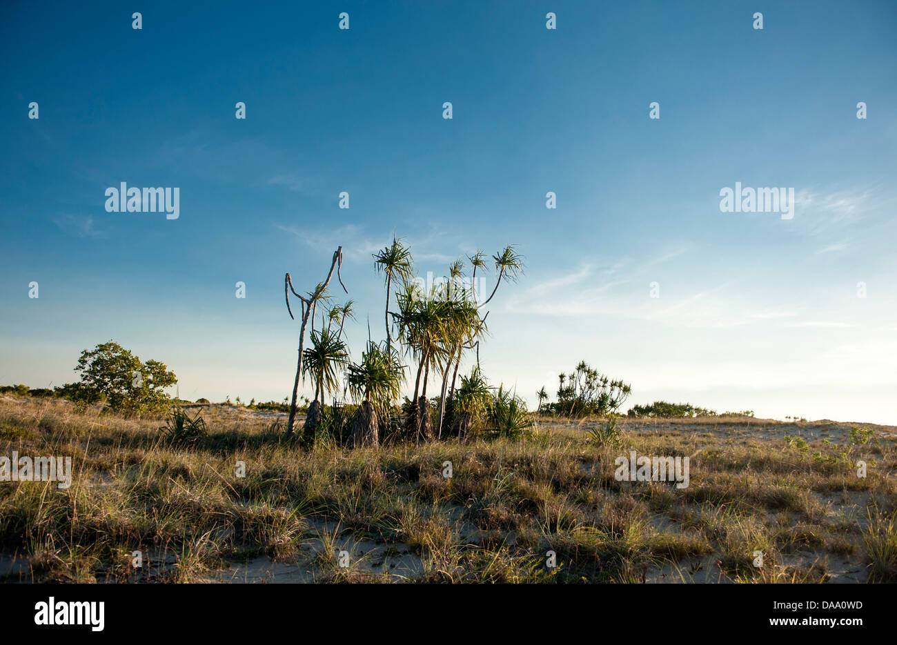 Tipica macchia arida con palme pandanus vicino ad un punto del braccio, Cape Leveque, Kimberley, Australia occidentale Foto Stock