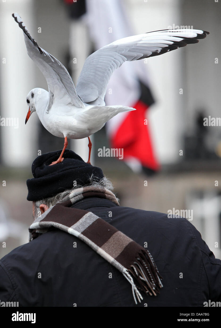Während ein Mann am Mittwoch (12.01.2011) an der Binnenalster in Hamburg Vögel füttert, lässt sich ein Möwe auf dem Kopf des Mannes nieder und beobachtet das Treiben von oben. Das Wetter soll in den kommenden Tagen im Norden regnerisch mit Temperaturen bis 6 Grad werden. Foto: Bodo segna dpa/lno Foto Stock