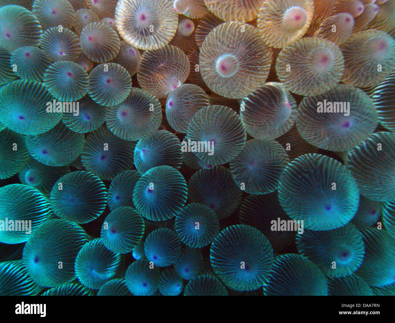 Anemone a circa 15 m di profondità, Admiralty Islands, Isola di Lord Howe Marine Park, NSW, Australia Foto Stock