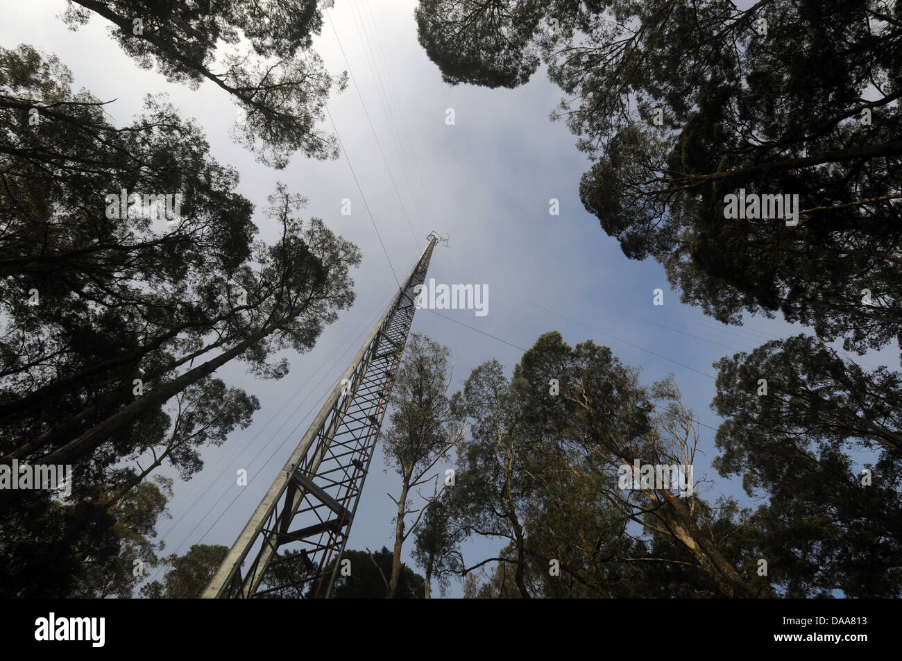 Torre di flusso a Warra Supersite, silvicoltura ricerca scientifica in stazione in Valle di Huon, Tasmania, Australia Foto Stock