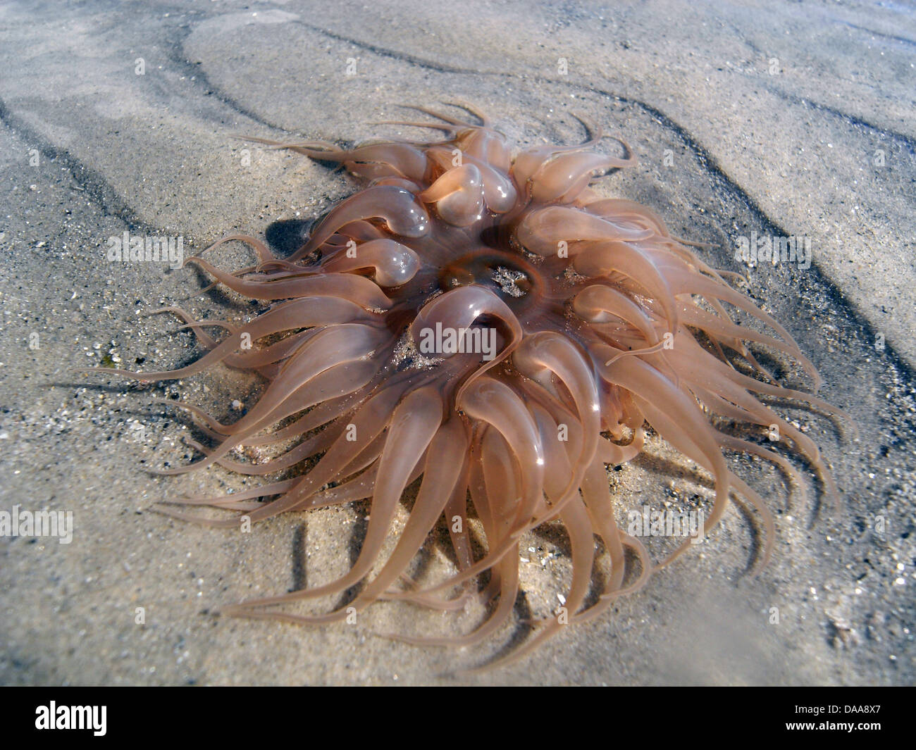 Anemone marittimo che vivono nella sabbia, Cape Tribulation Beach, Parco Nazionale Daintree, Queensland, Australia Foto Stock