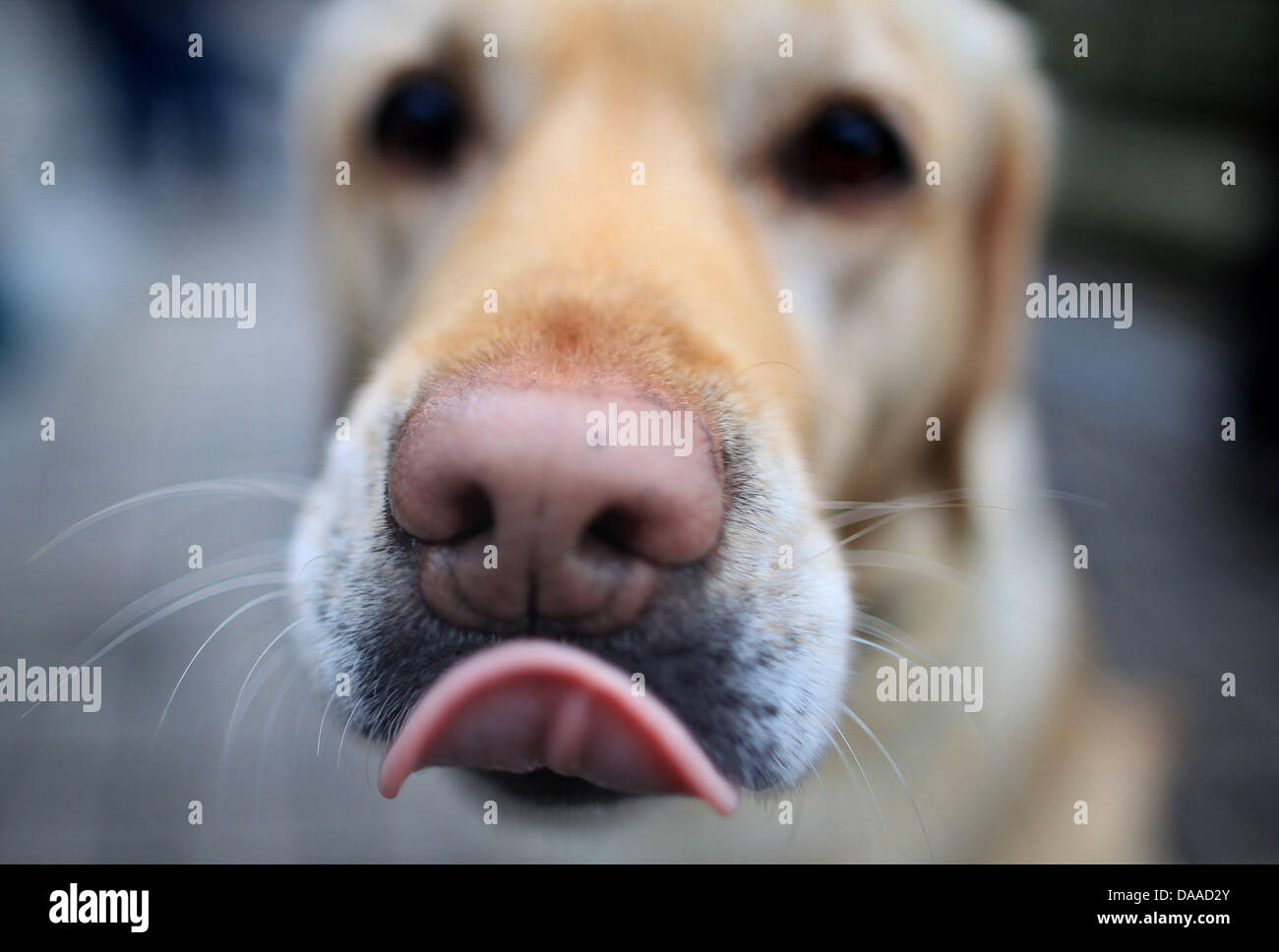 Il Labrador Alba mettendo il suo muso verso la telecamera a una foto appuntamento per la fiera: caccia&cani (Jagd & Hund) di Dortmund in Germania, il 26 gennaio 2011. La fiera si svolgerà 01.-06. Febbraio 2011. Foto: Julian Stratenschulte Foto Stock