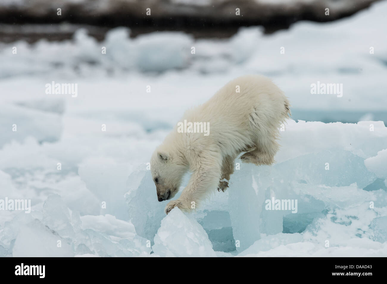 Polar Bear Cub sul flusso di ghiaccio Foto Stock