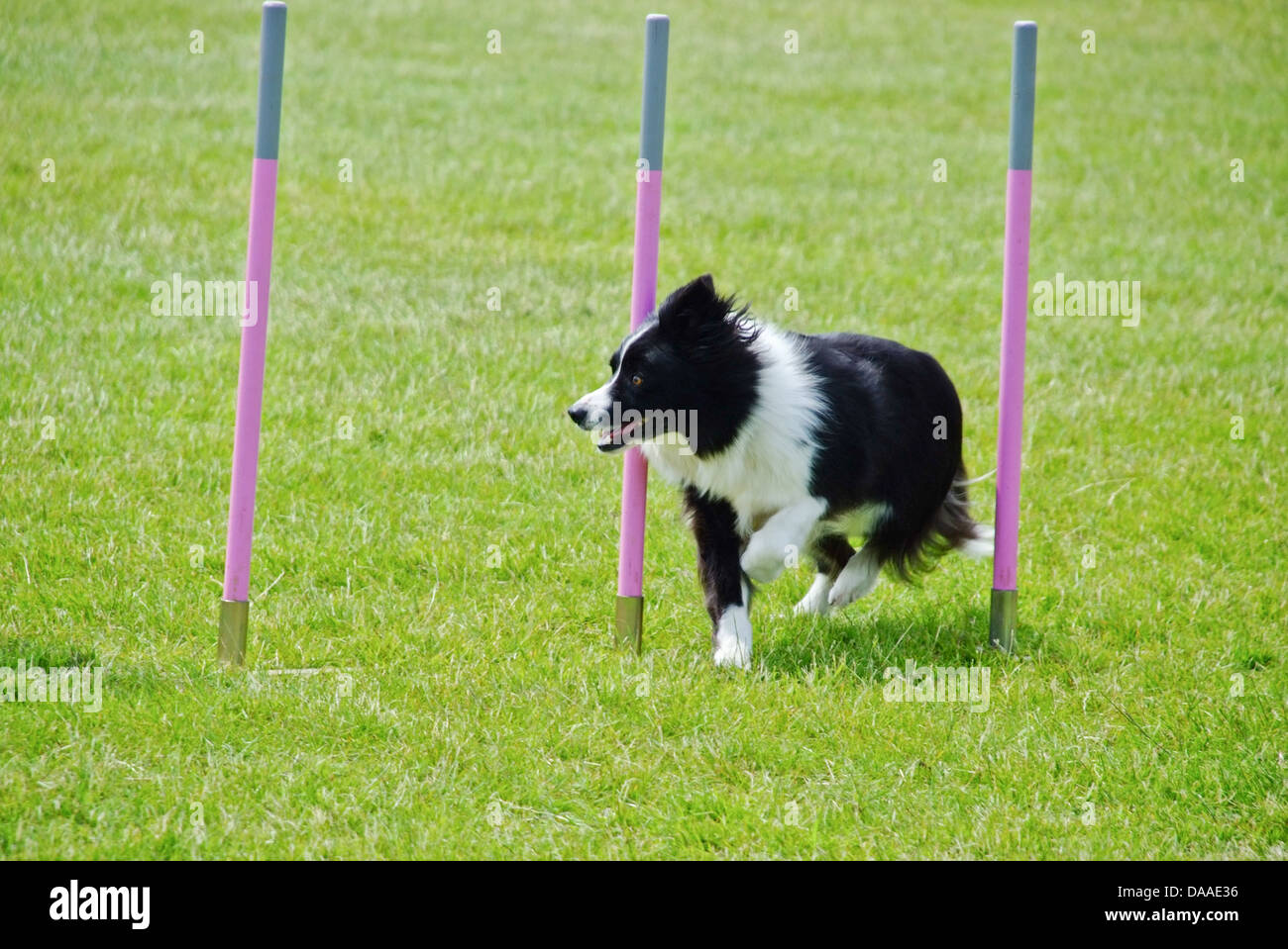 Border Collie passare attraverso i poli di armatura a Agility Dog Show Foto Stock