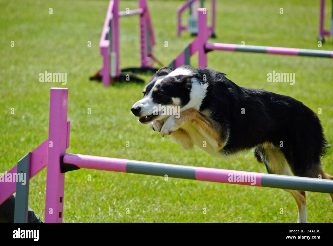 Border Collie saltando ostacoli a Agility dog show Foto Stock