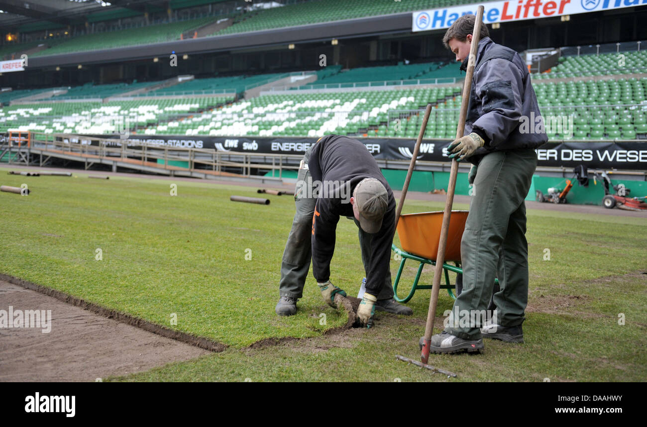 Sod prato è re-posati a il Weserstadion della Bundesliga club di calcio del Werder Brema in Bremen, Germania, 02 febbraio 2011. Dopo quasi undici mesi, il prato hanno dovuto essere nuovamente rinnovato. Foto: Carmen Jaspersen Foto Stock