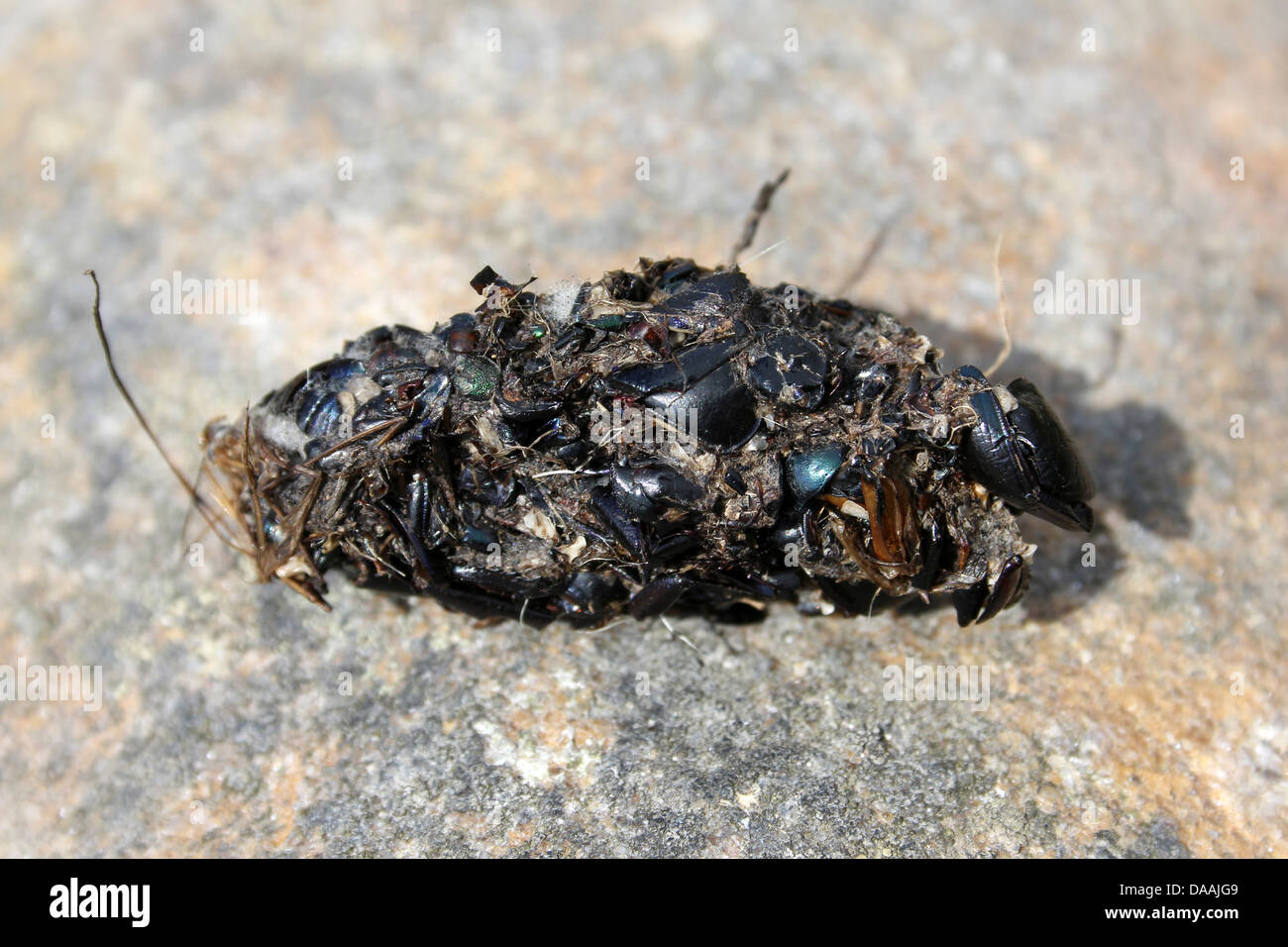 Bird pellet contenente Beetle Elytra (temprata fore-ALA) Foto Stock
