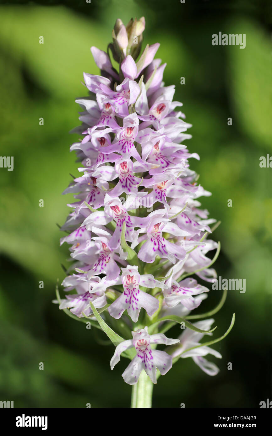 Avvistato comune-orchidea Dactylorhiza fuchsii Foto Stock