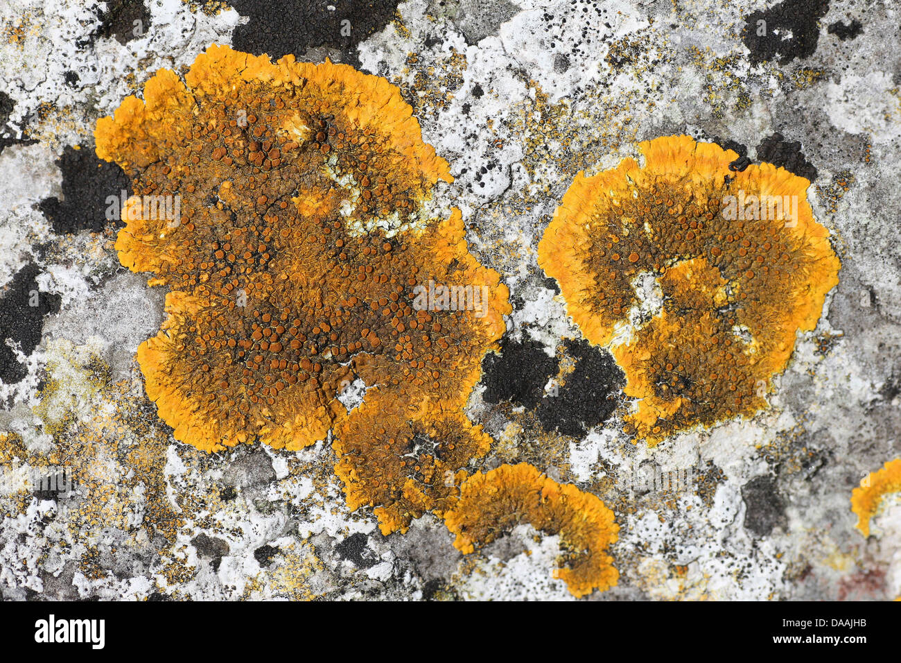 Caloplaca flavescens - un arancio-giallo Crustose Lichen trovato su rocce calcaree Foto Stock