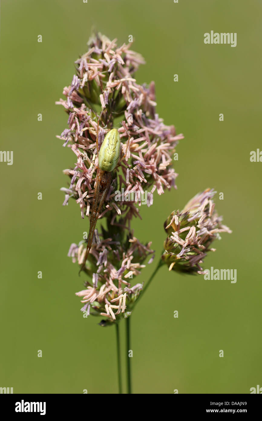 Tratto comune-spider Tetragnatha extensa mimetizzata sulla testa di erba Foto Stock