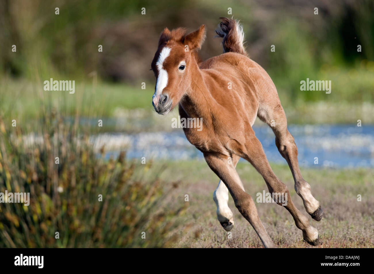 Europa, Camargue, il Wild Horse, cavallo, animale, testa, Francia, Equus caballus, esecuzione galop, puledro Foto Stock