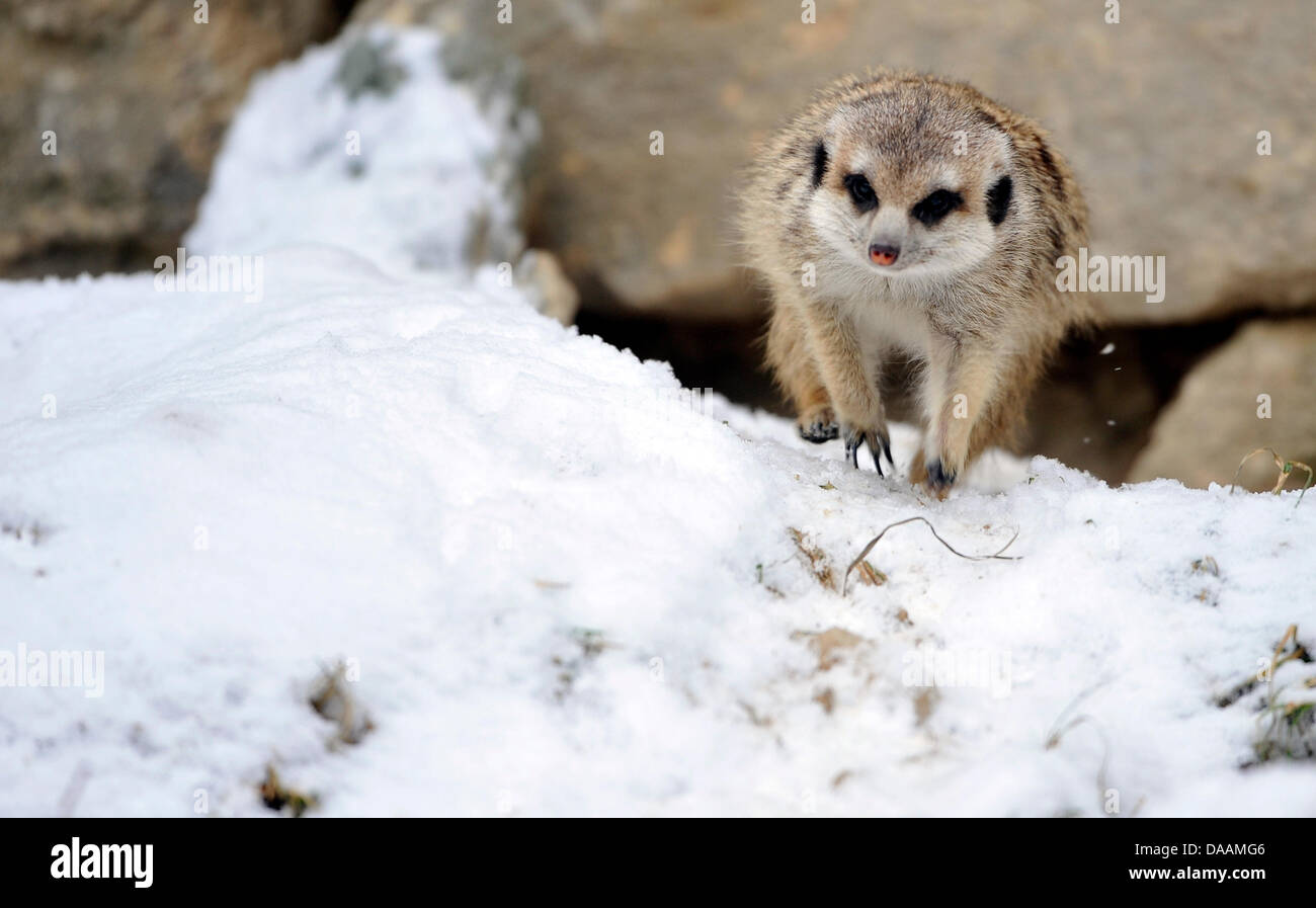 Meerkats stand su una roccia nella neve a Zoo Opel Kronberg, Germania, il 2 febbraio 2011. Foto: Marius Becker Foto Stock
