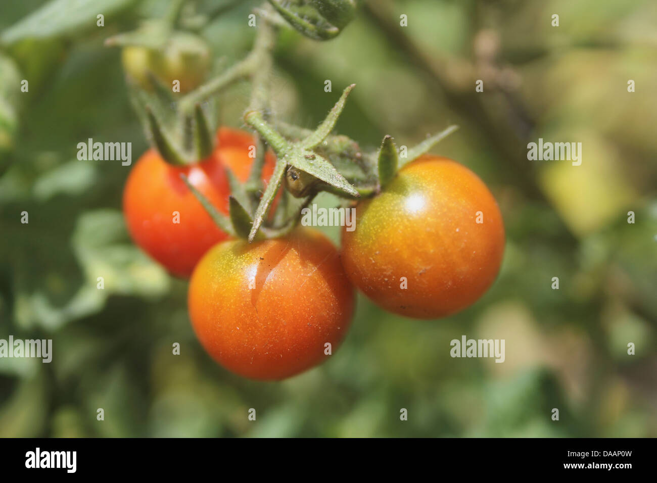 Pomodori ciliegia crescono nel giardino. Pomodori ciliegia crescente Foto Stock