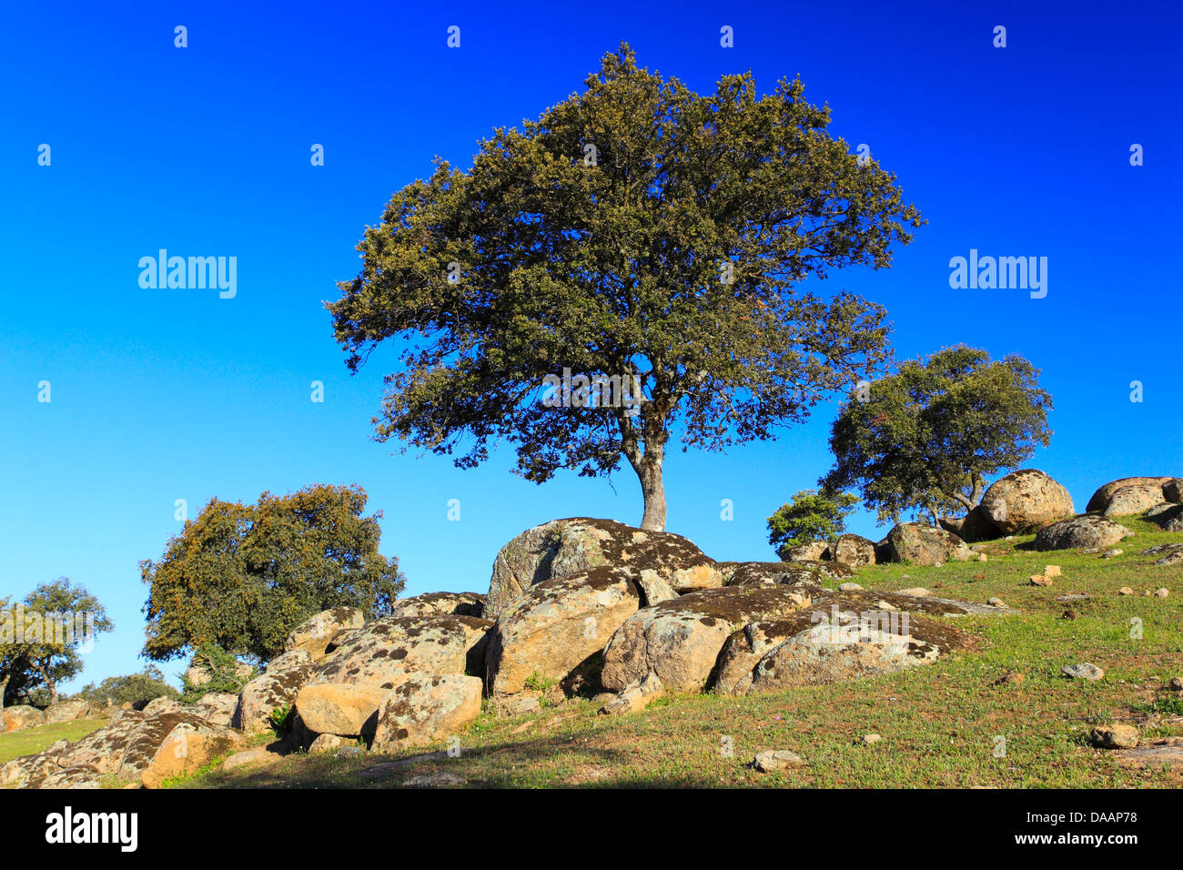 Andalusia, albero, alberi, querce, sughere, Parco nazionale Sierra de Andujar, provincia di Jaén, Quercus suber, riserva, Sierra Morena, S Foto Stock