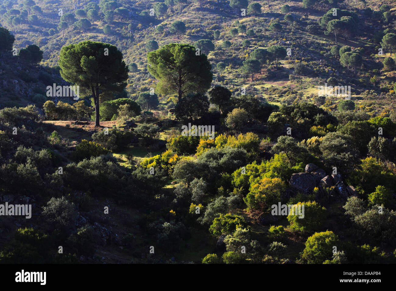 Andalusia, albero, alberi, Cliff, rock, Cliff, montagne, lynx habitat, Parco nazionale Sierra de Andujar, provincia di Jaén, riserva, S Foto Stock