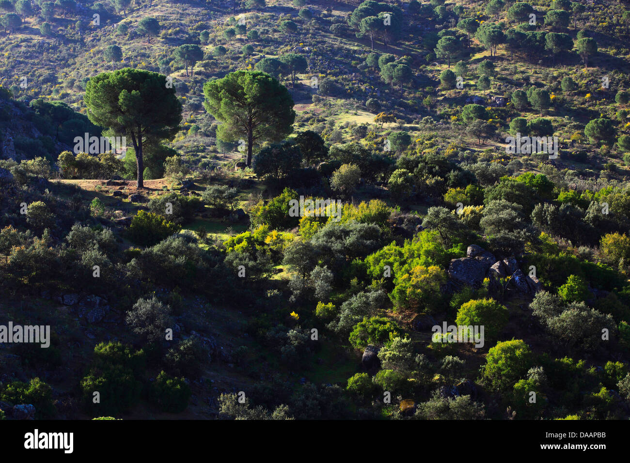 Andalusia, albero, alberi, Cliff, rock, Cliff, montagne, lynx habitat, Parco nazionale Sierra de Andujar, provincia di Jaén, riserva, S Foto Stock