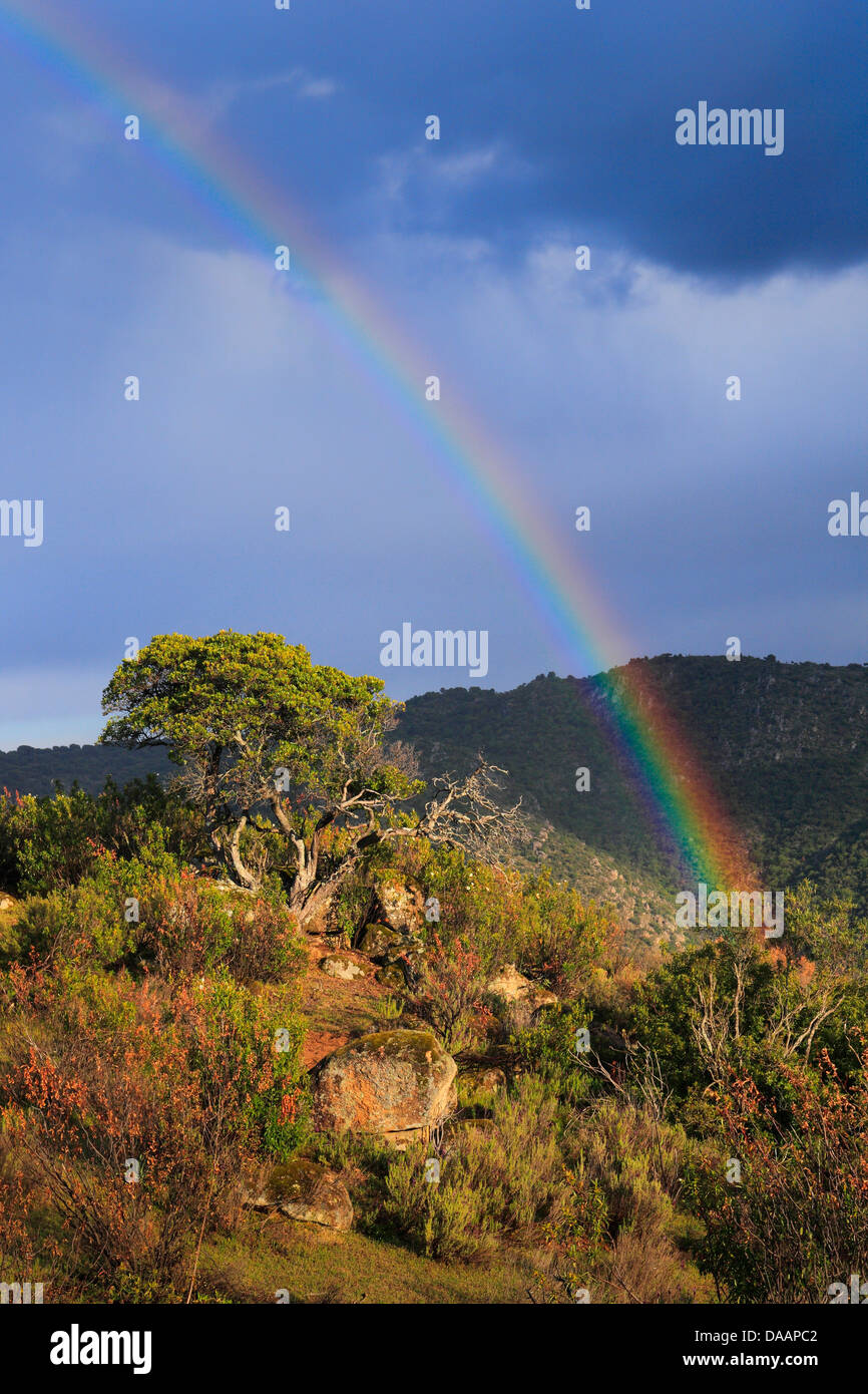 Andalusia, albero, alberi, temporali, querce da sughero, Parco nazionale Sierra de Andujar, provincia di Jaén, Quercus suber, rainbow, riserva Foto Stock