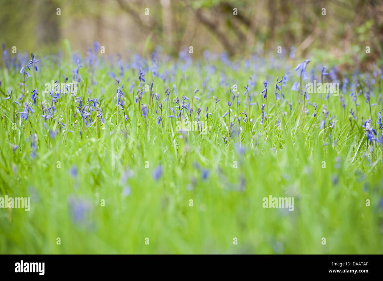Bluebells in una foresta nel Regno Unito Foto Stock