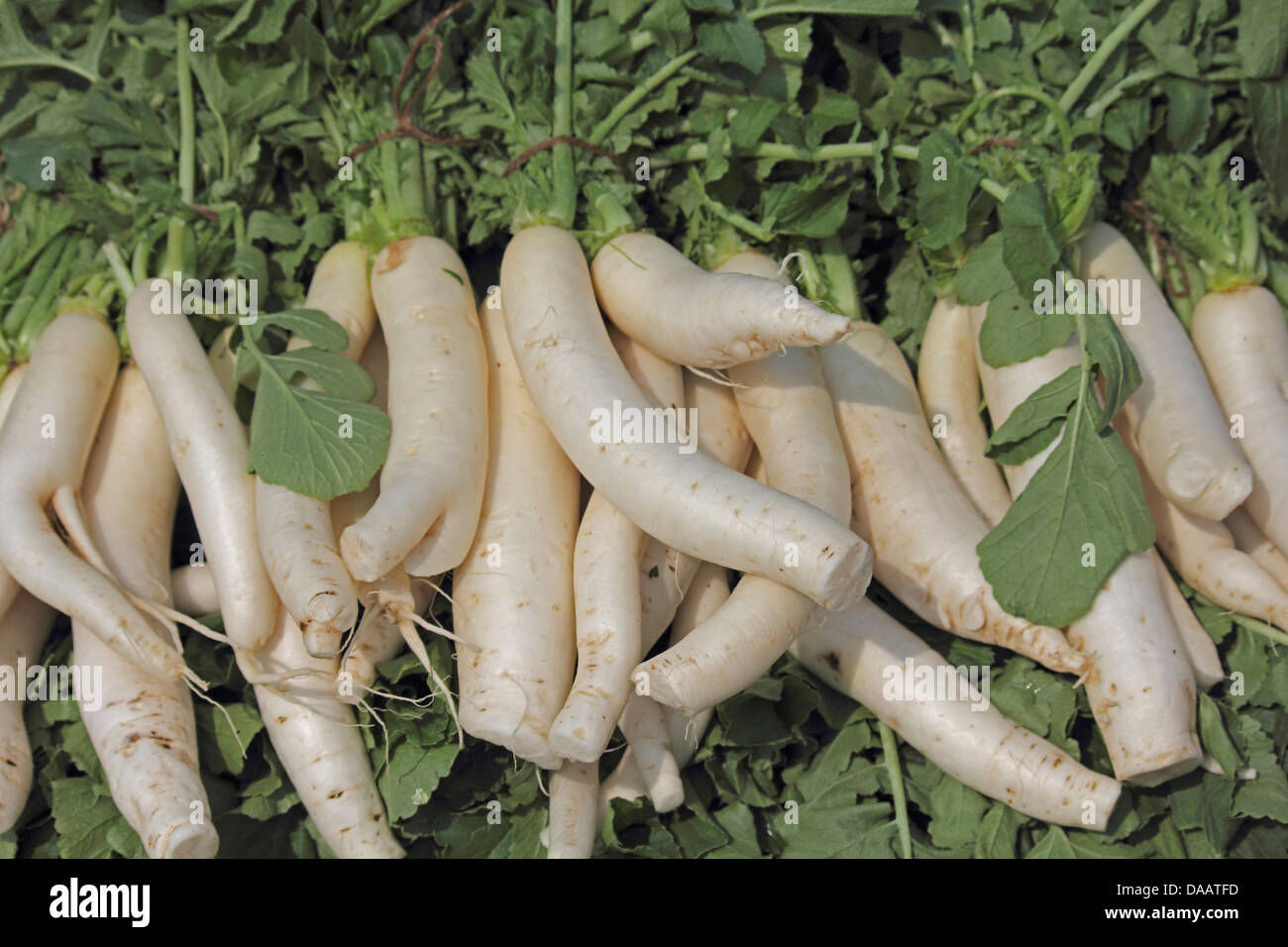 Vegetali verdi il radicchio bianco Raphanus sativus in crescita in campo, Maharashtra, India Foto Stock