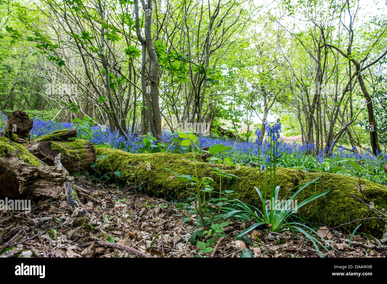 Bluebells in una foresta nel Regno Unito Foto Stock