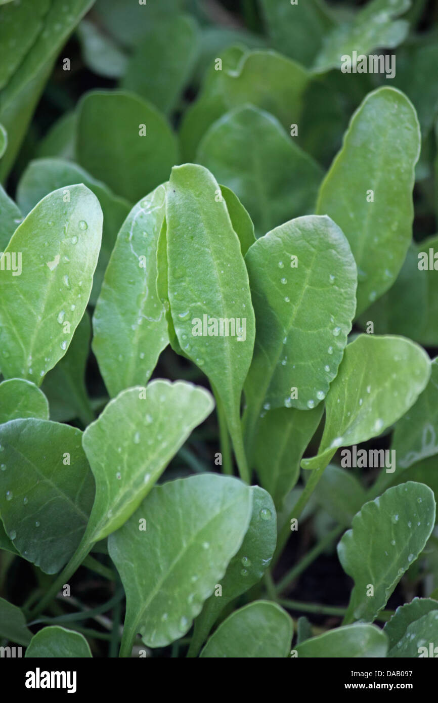 Gli spinaci, Spinacia oleracea Foto Stock