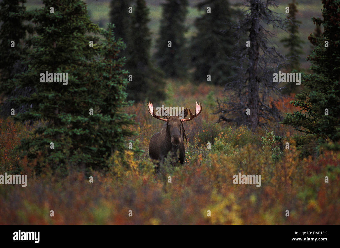 Alci, animale, Akces alces,, Denali National Park, conservare, Alaska, STATI UNITI D'AMERICA, corna, palchi, Bull, elk, mucca, foresta, pascolando aggre Foto Stock