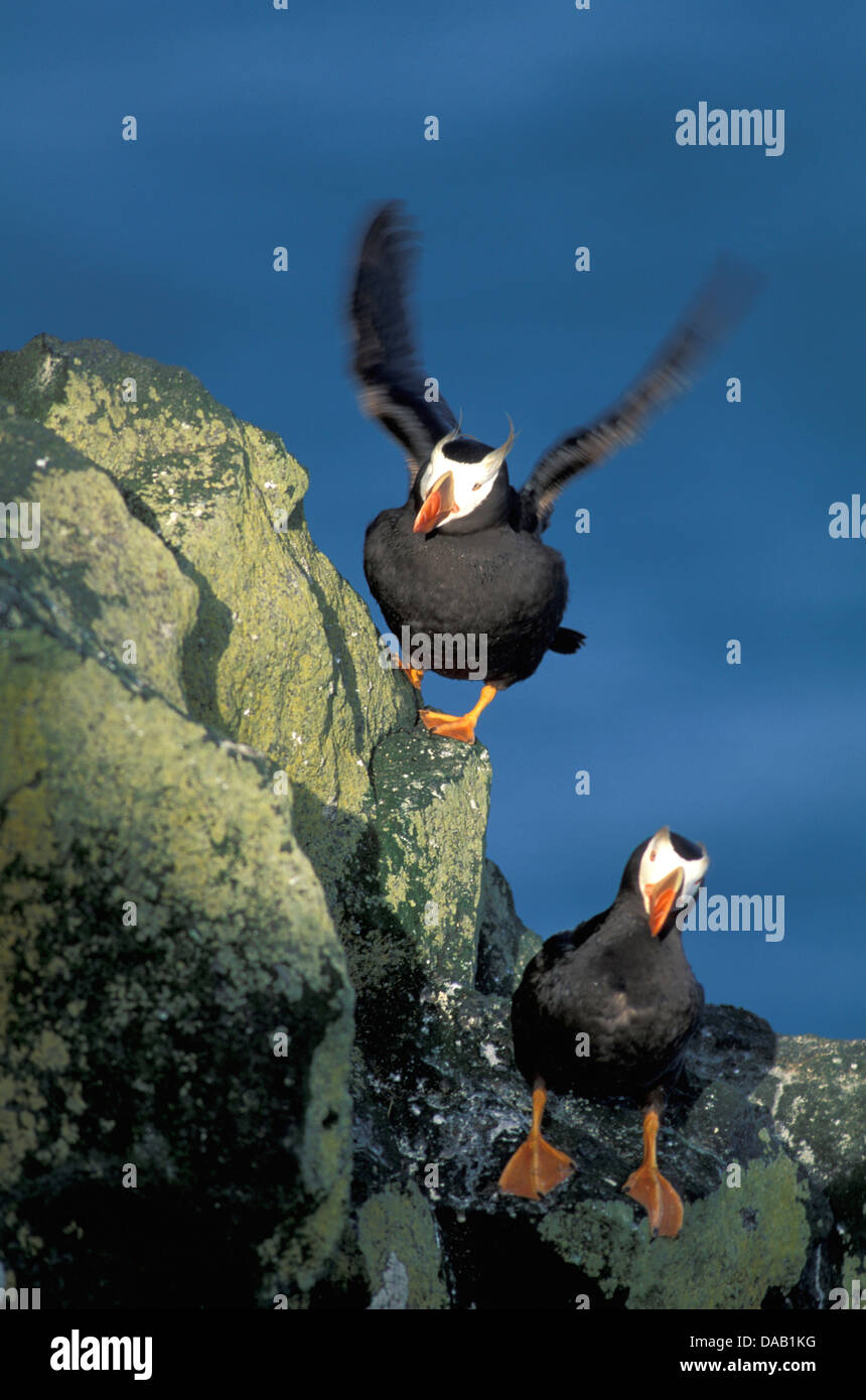 Tufted puffini, Isola di San Paolo, le isole Pribilof, Alaska, Stati Uniti d'America, gli uccelli selvatici, uccelli, volare, ali, Cliff, rock Foto Stock