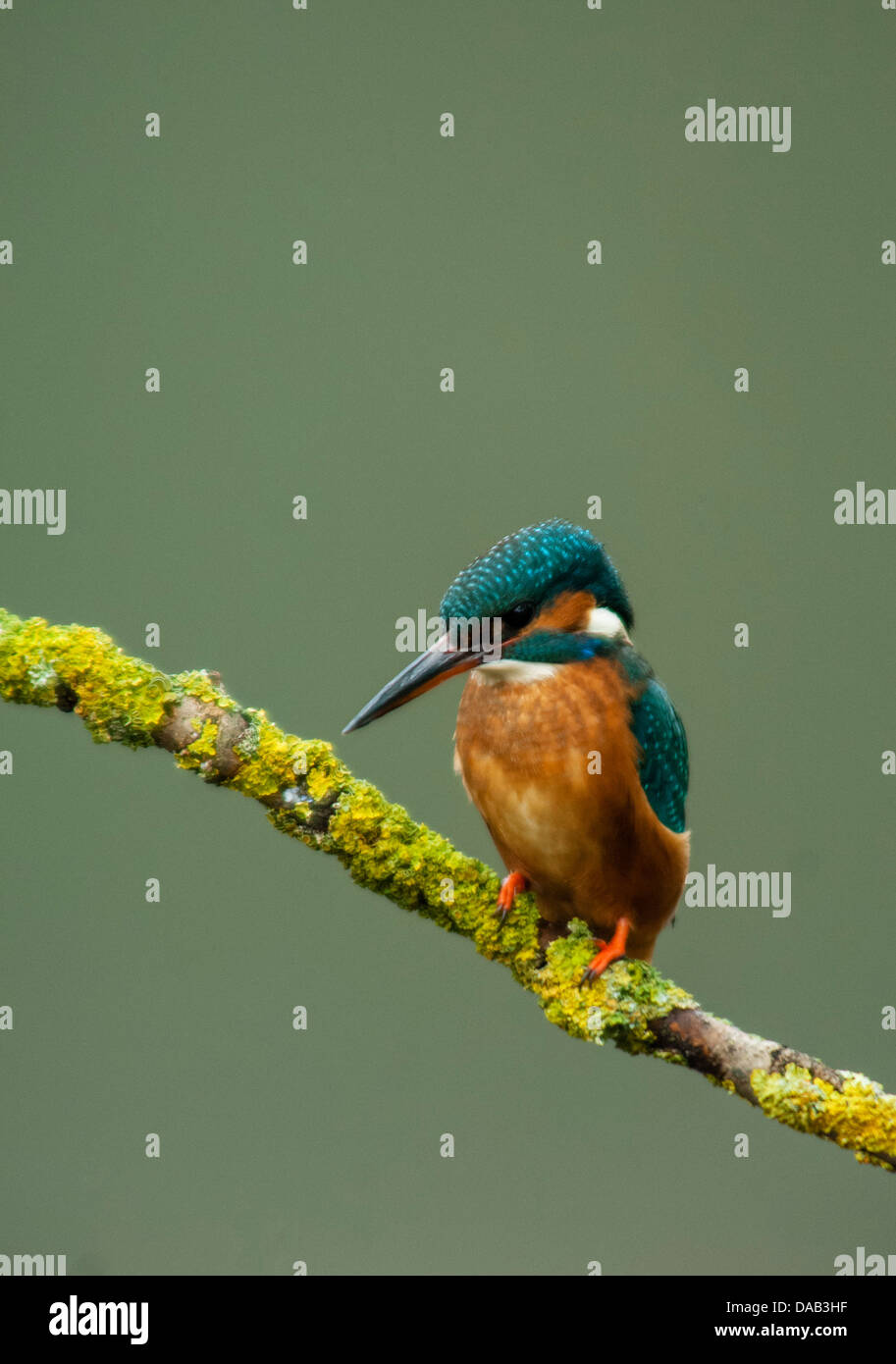 Kingfisher sul ramo di albero Foto Stock