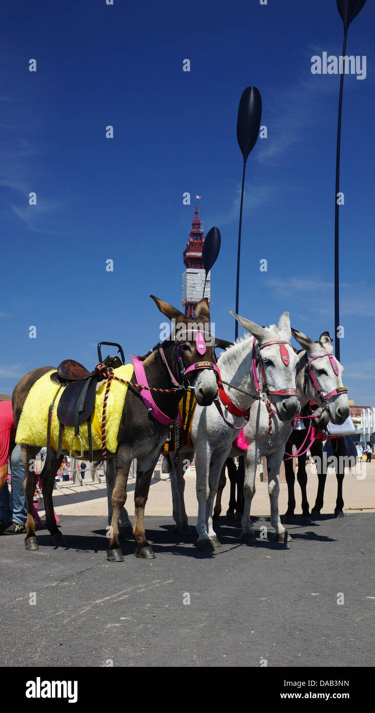 Blackpool asini sul lungomare Foto Stock