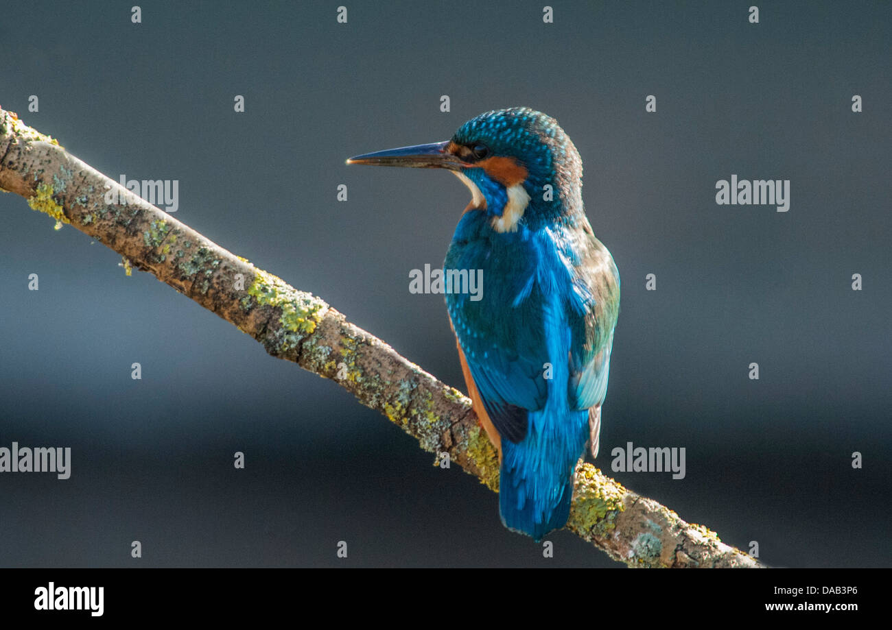 Kingfisher sul ramo di albero Foto Stock