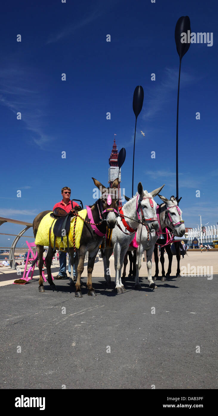 Blackpool asini sul lungomare Foto Stock