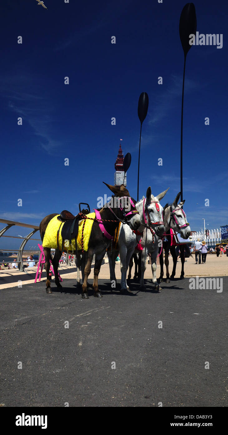 Blackpool asini sul lungomare Foto Stock