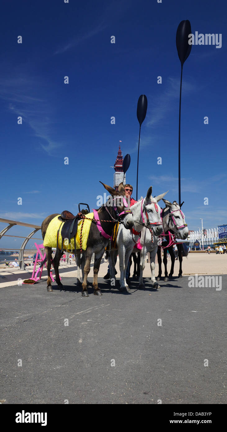 Blackpool asini sul lungomare Foto Stock