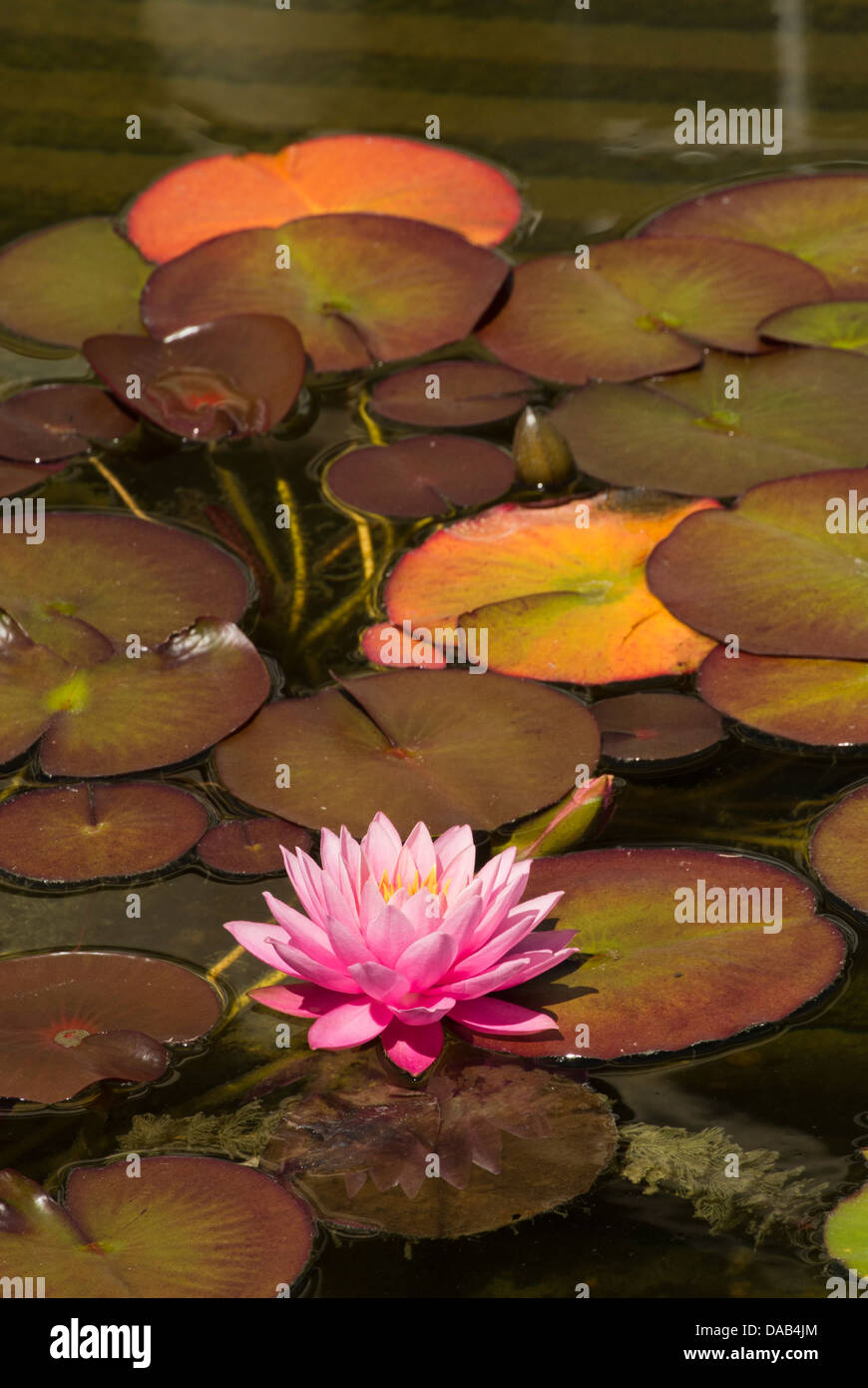 Rosa giglio d'acqua. Foto Stock