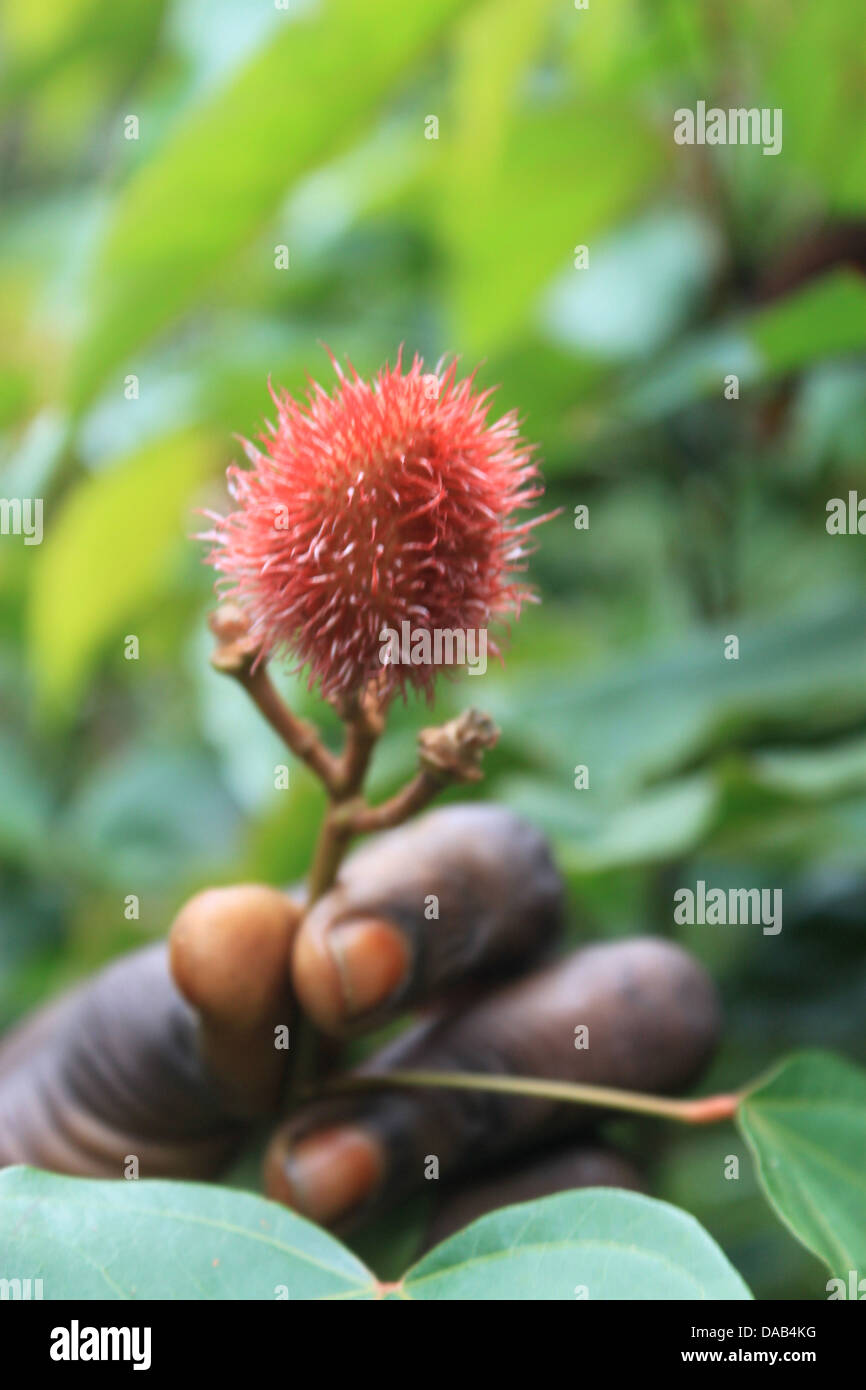 Frutta rossa di achiote tree Foto Stock