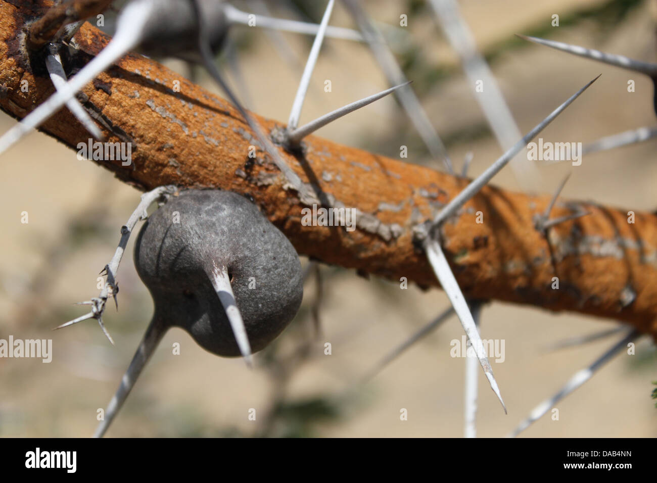 Rametto di sibilo thorn bush Foto Stock