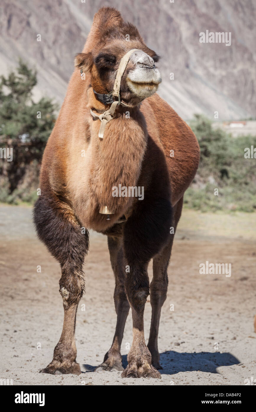 Bactrian camel in Himalaya. Villaggio Hunder, Valle di Nubra, Ladakh, Jammu e Kashmir India Foto Stock