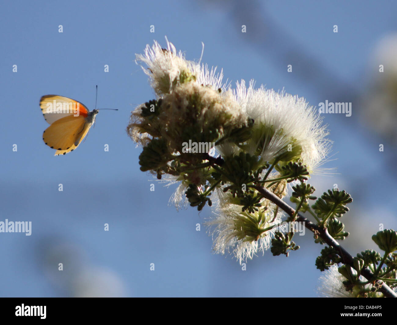 Orange butterfly flying a fiori di colore bianco Foto Stock