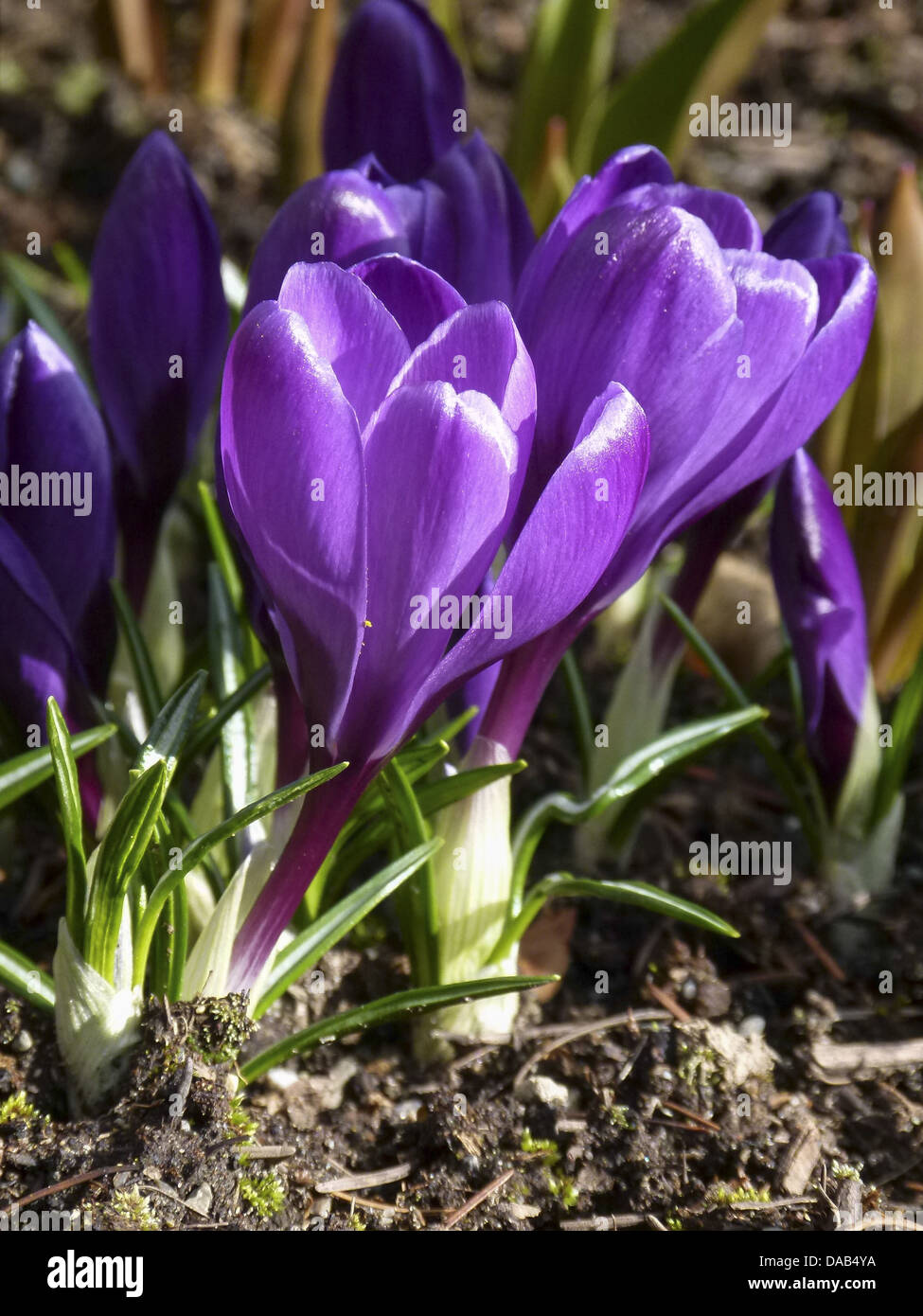 Il fiore di cocco rosa è uno dei primi segni della primavera, fiorito nei giardini e nei paesaggi naturali. Noto per i suoi petali rosa, è un fiore popolare per i giardini primaverili, che simboleggia il rinnovamento e la bellezza. Foto Stock