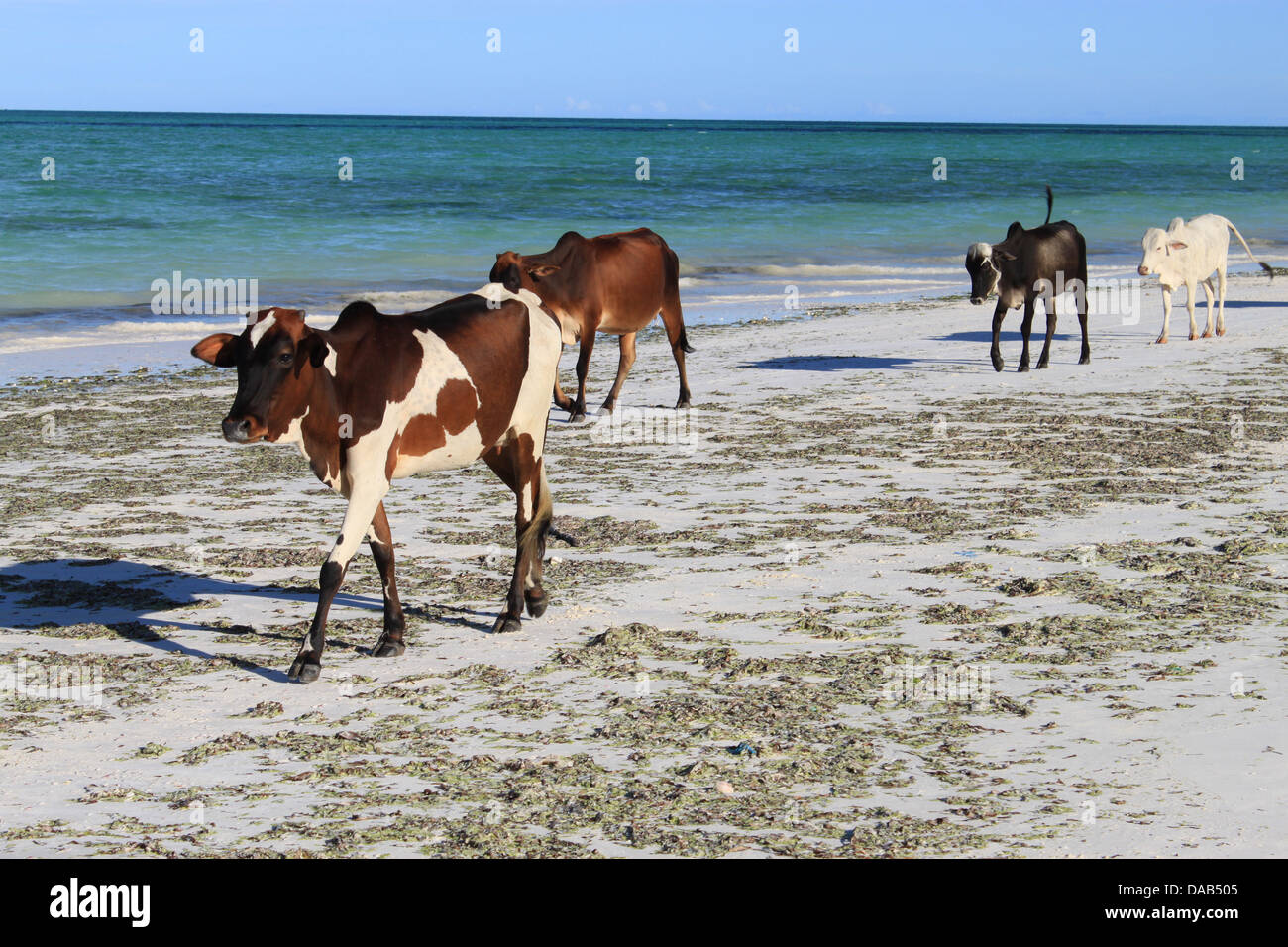 Bestiame sulla spiaggia Foto Stock