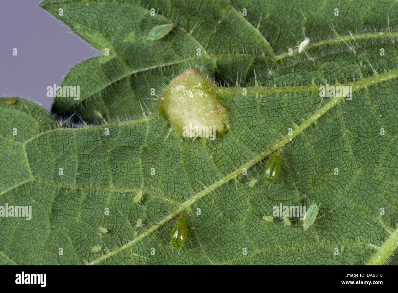 Foglia di ortica gall causata da un moscerino, Dasineura urticae, sul lato inferiore di un ortica, Urtica dioica, leaf Foto Stock