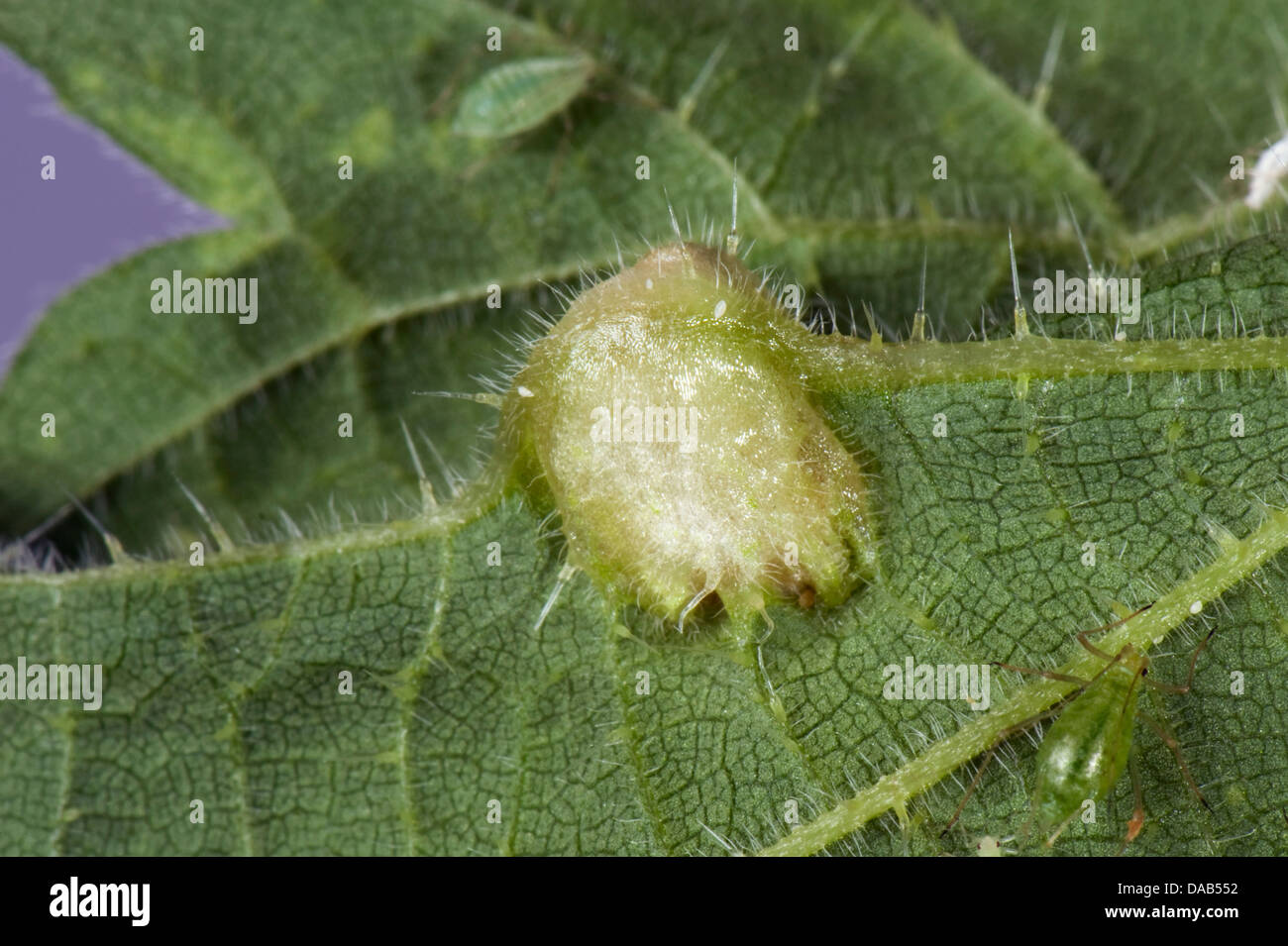 Foglia di ortica gall causata da un moscerino, Dasineura urticae, sul lato inferiore di un ortica, Urtica dioica, leaf Foto Stock