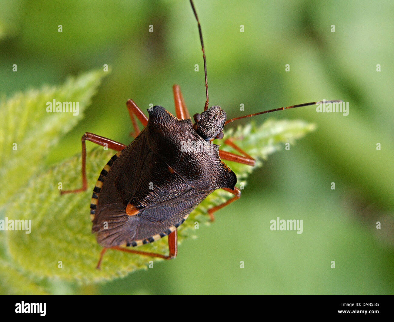 Vero bug insetti foglio marrone ledenice macro Foto Stock