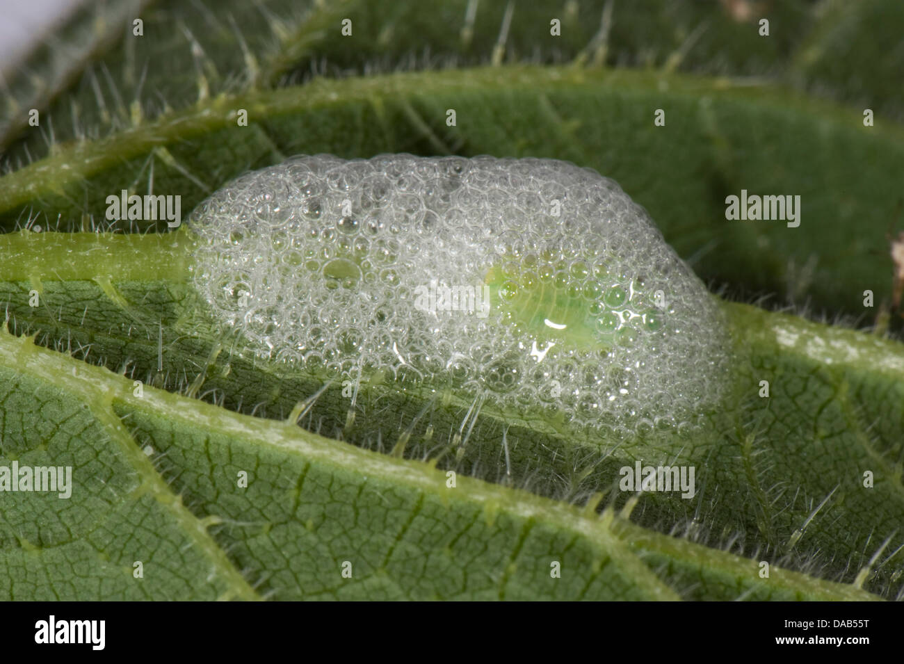 Il cuculo sputare su un Ortica foglie con un verde froghopper ninfa, Philaenus spumarius Foto Stock