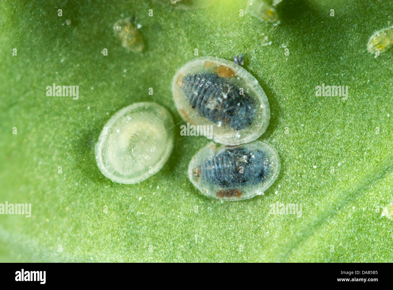 Scale larvale di cavolo whitefly, Aleyrodes proletella, parasitised da un parassitoide wasp, Encarsia tricolore Foto Stock